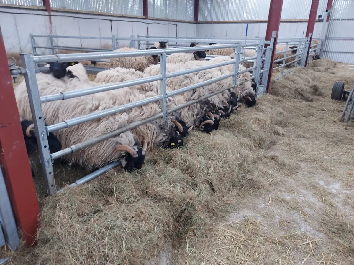 Hogget Ewes - Image 3