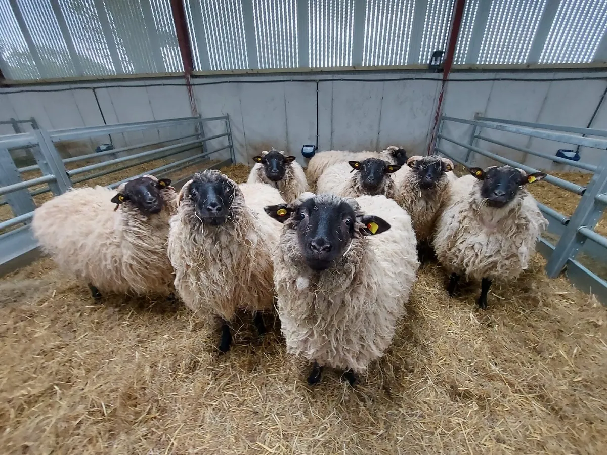 Hogget Ewes - Image 4
