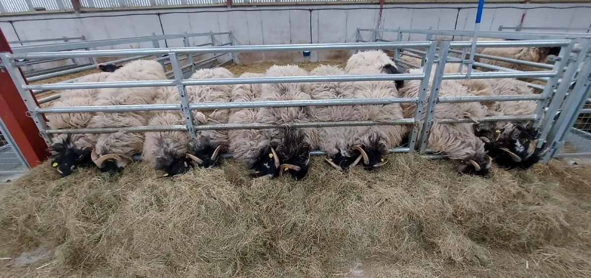 Hogget Ewes - Image 2