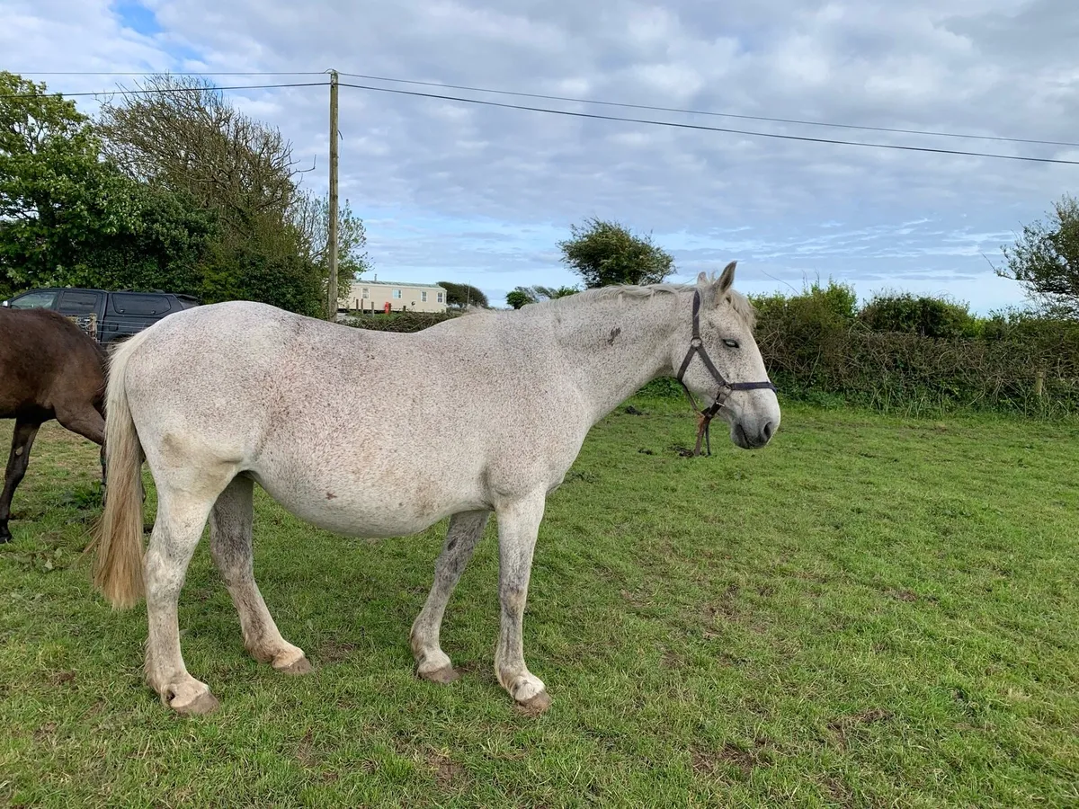 Irish Draught mare - Image 1