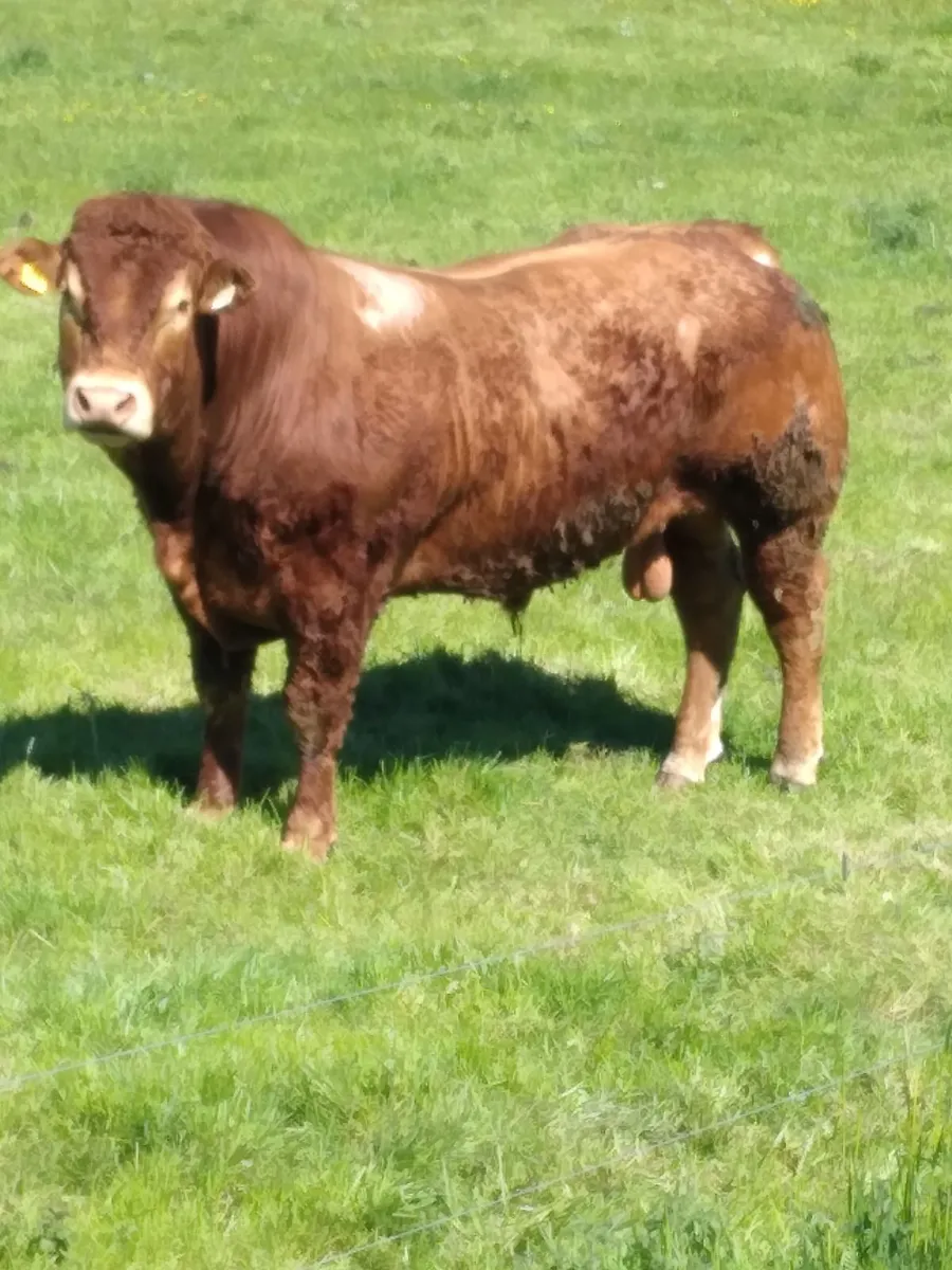 Ped Limousine Bull - Image 2
