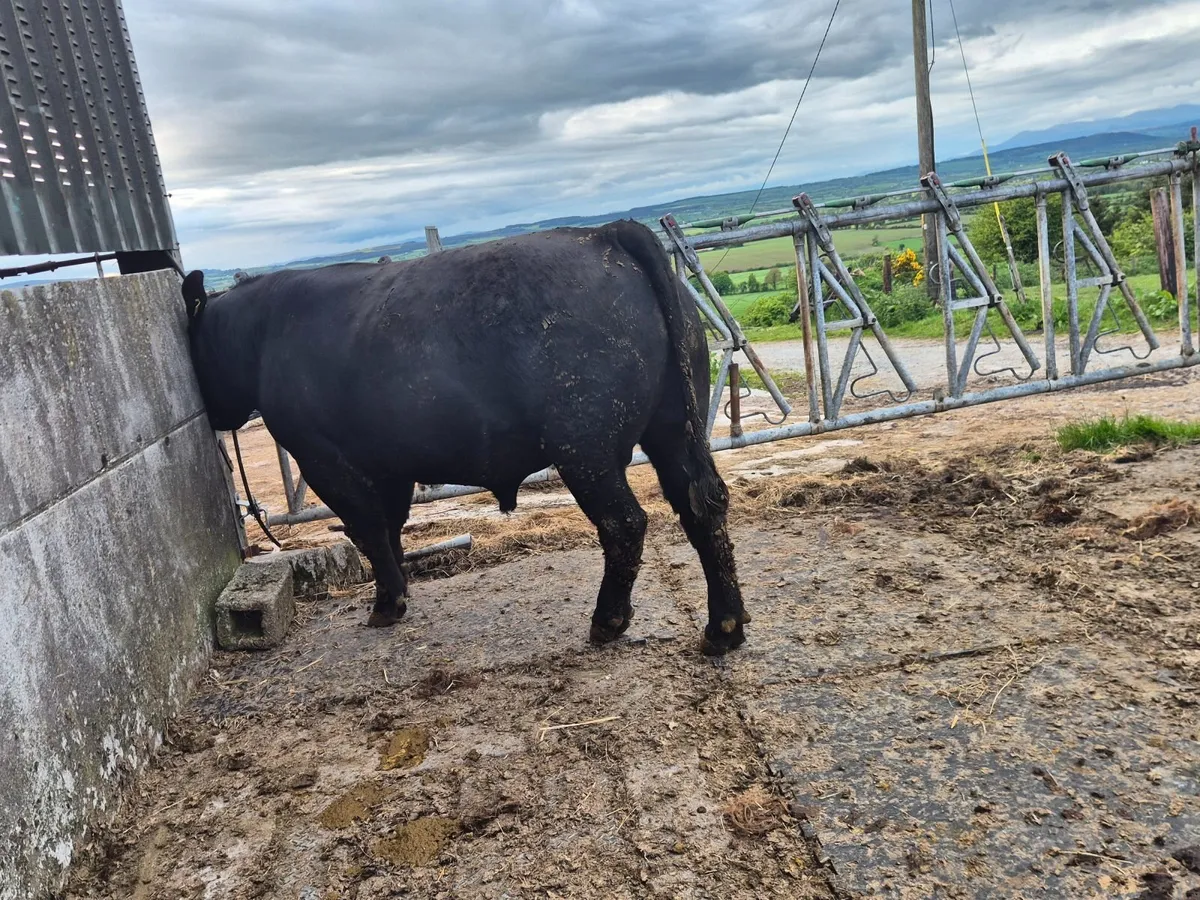 Aberdeen Angus Bulls - Image 1