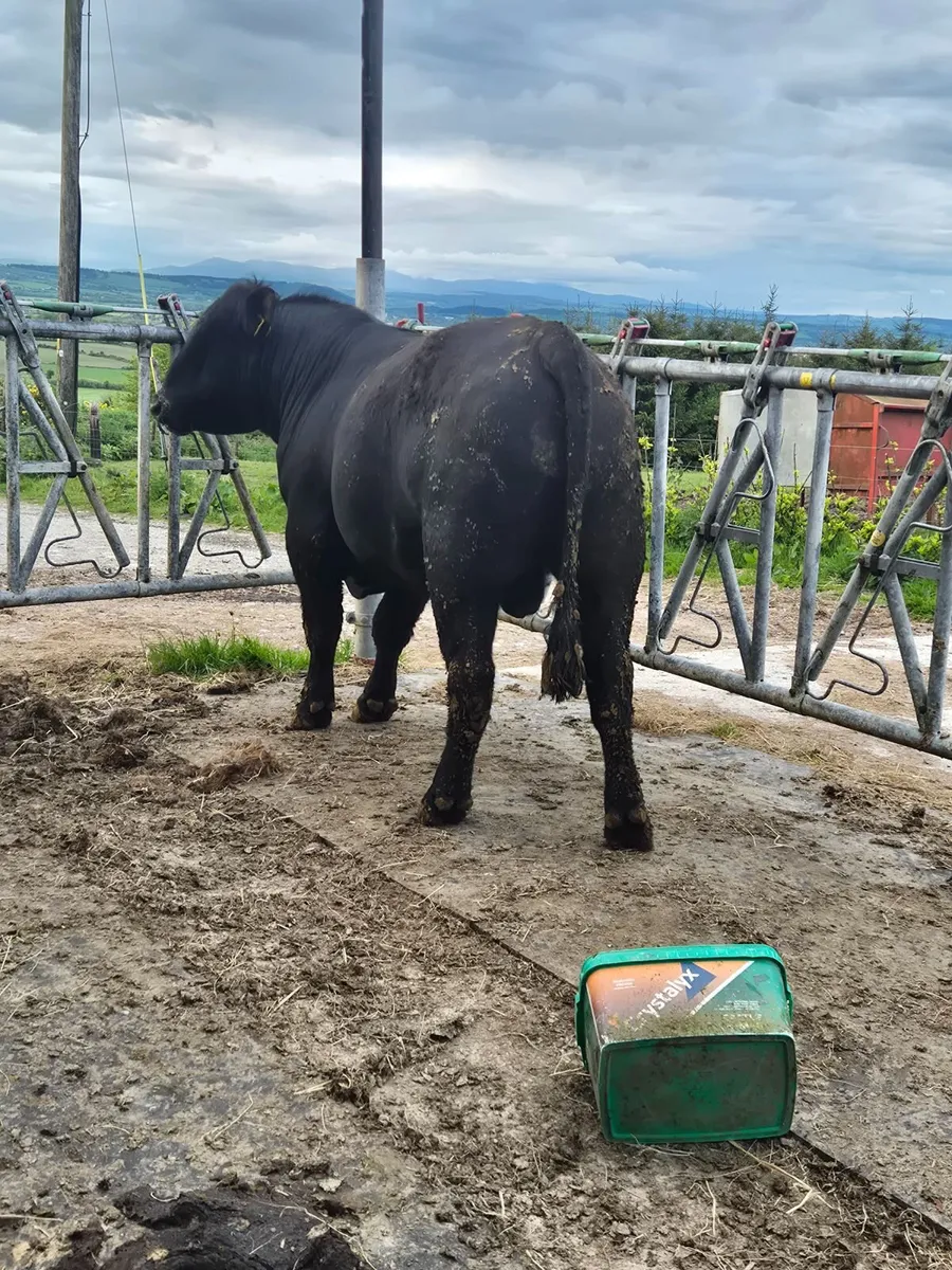 Aberdeen Angus Bulls - Image 2