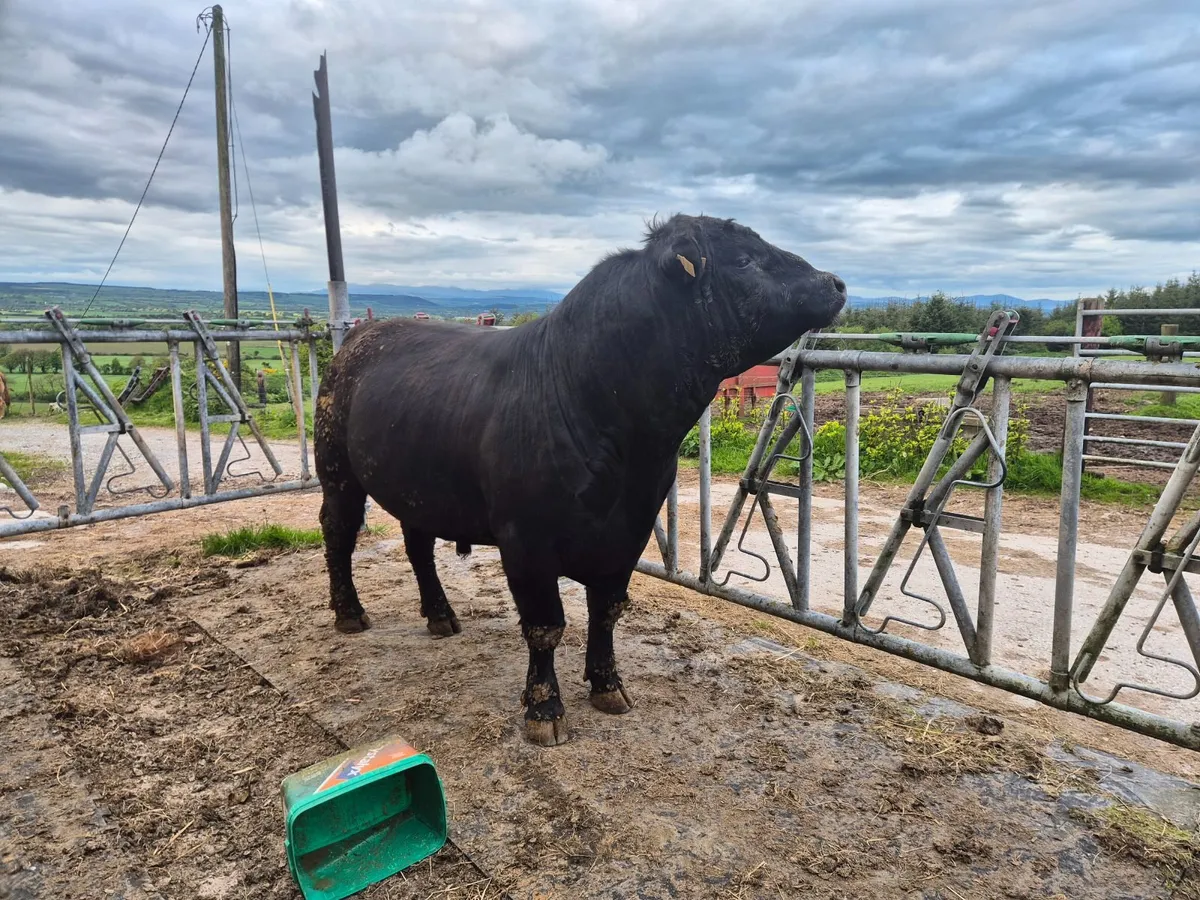 Aberdeen Angus Bulls - Image 3