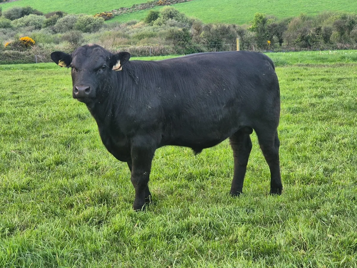 Aberdeen Angus Bulls - Image 4