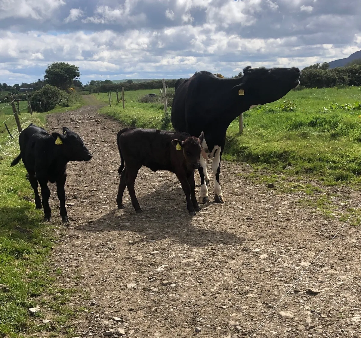 Cow - Image 2