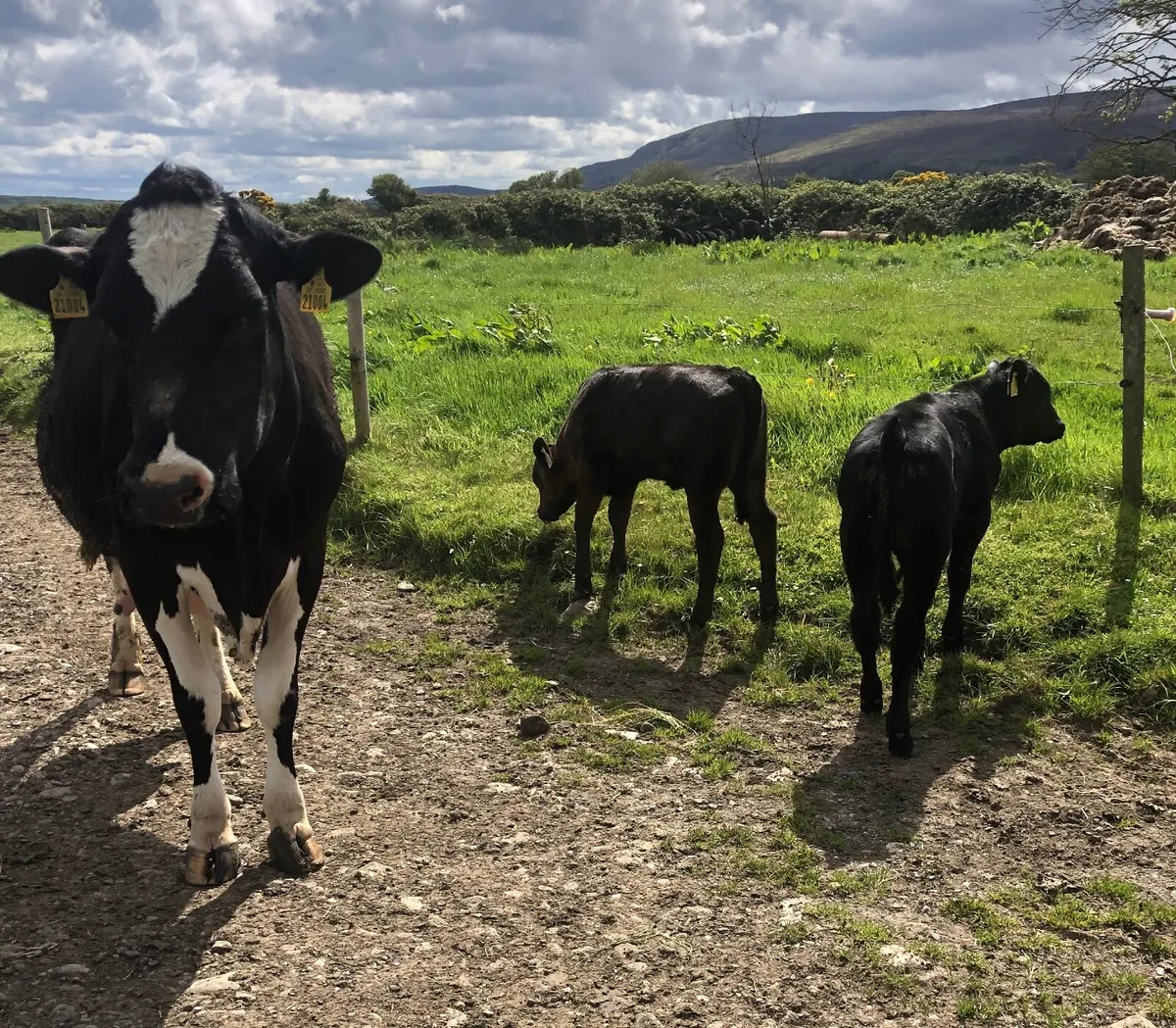 Cow - Image 1