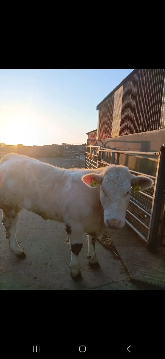 Heifer for sale - Image 1