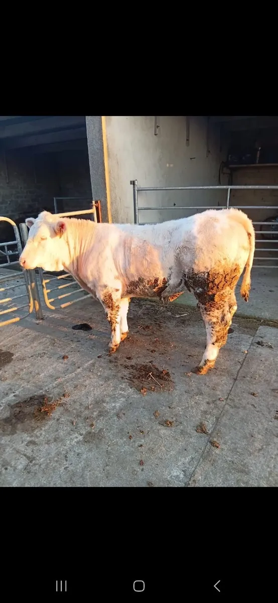 Heifer for sale - Image 2