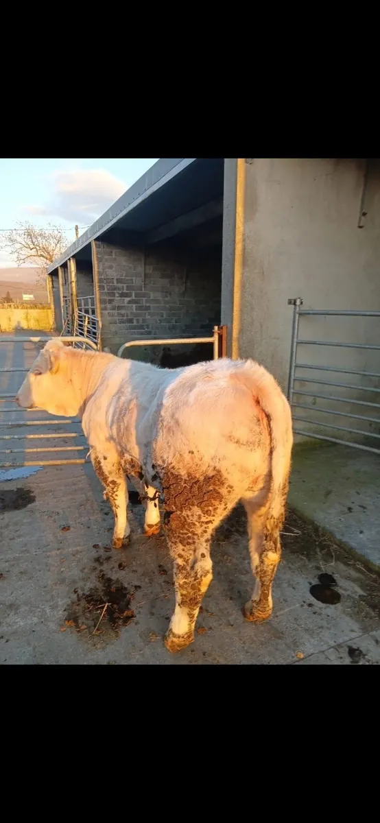Heifer for sale - Image 3