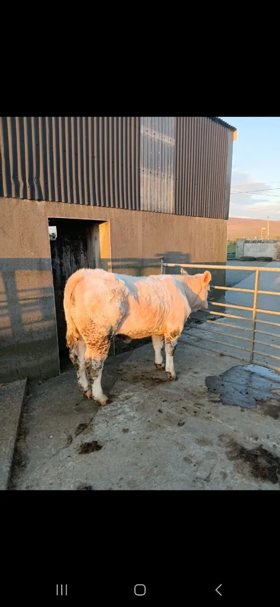 Heifer for sale - Image 4