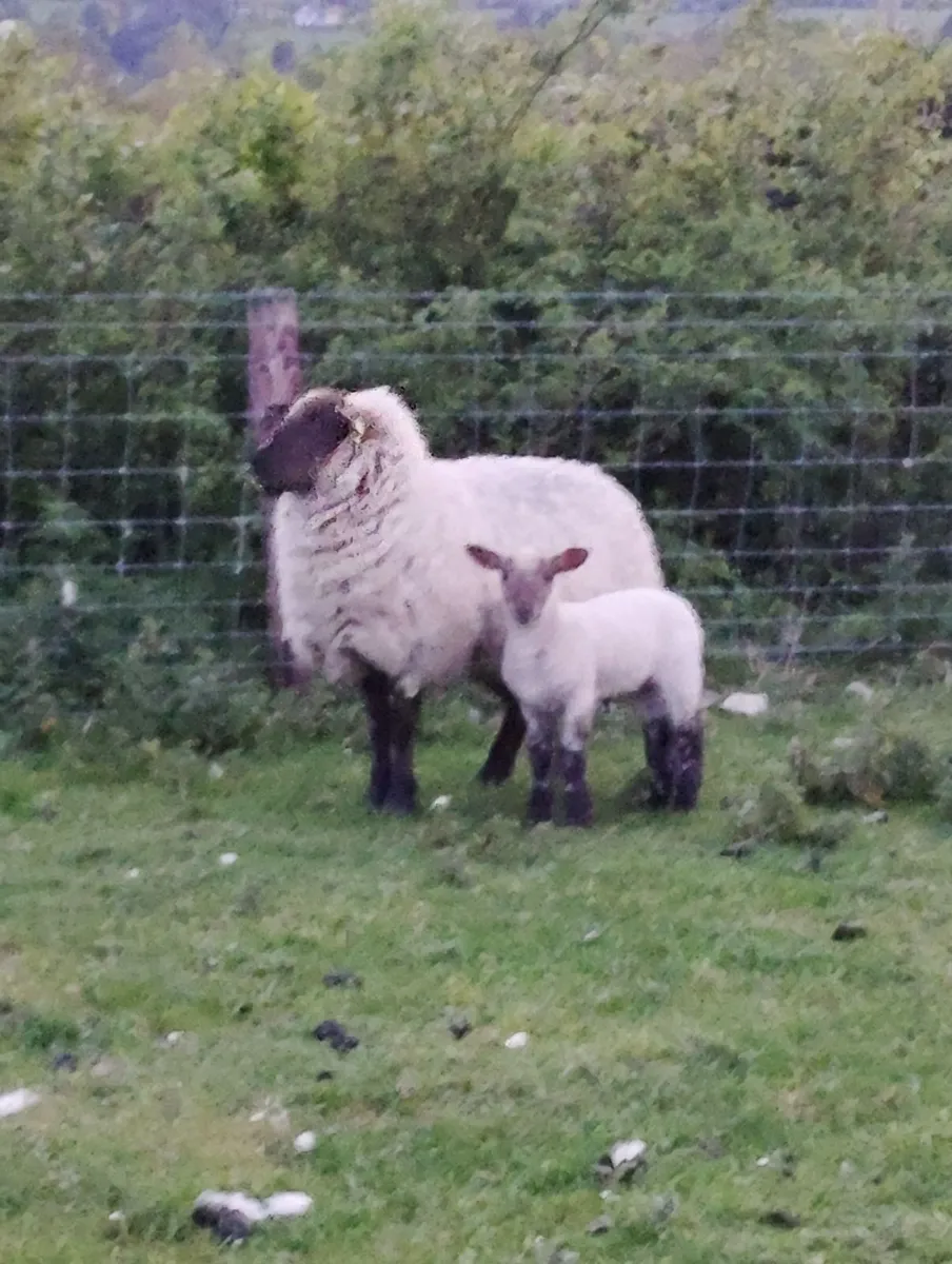 Hoggets with lambs - Image 1