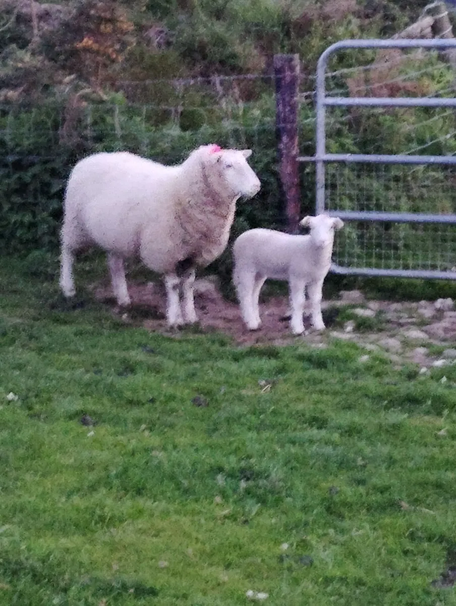 Hoggets with lambs - Image 2