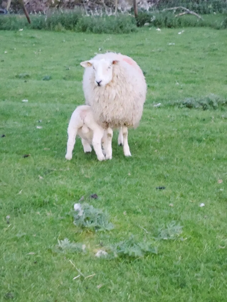 Hoggets with lambs - Image 4