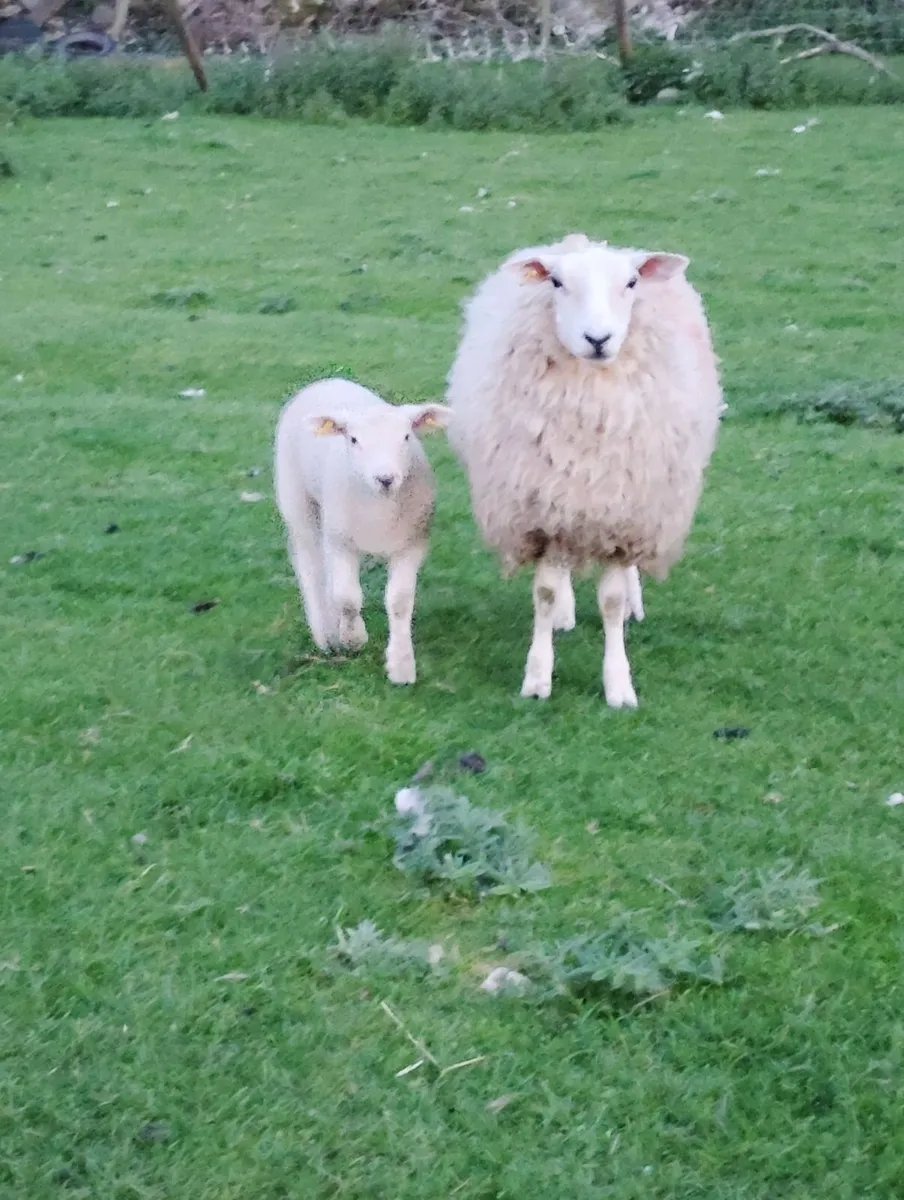 Hoggets with lambs - Image 3