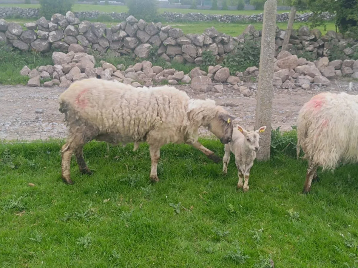 Mule ewes with lambs at foot - Image 3