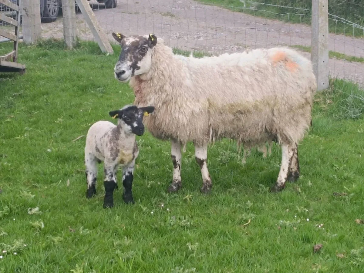 Mule ewes with lambs at foot - Image 2