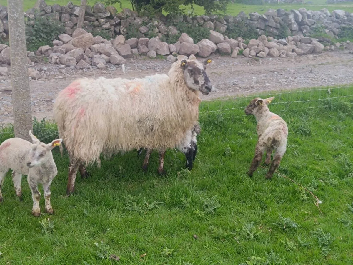 Mule ewes with lambs at foot - Image 4