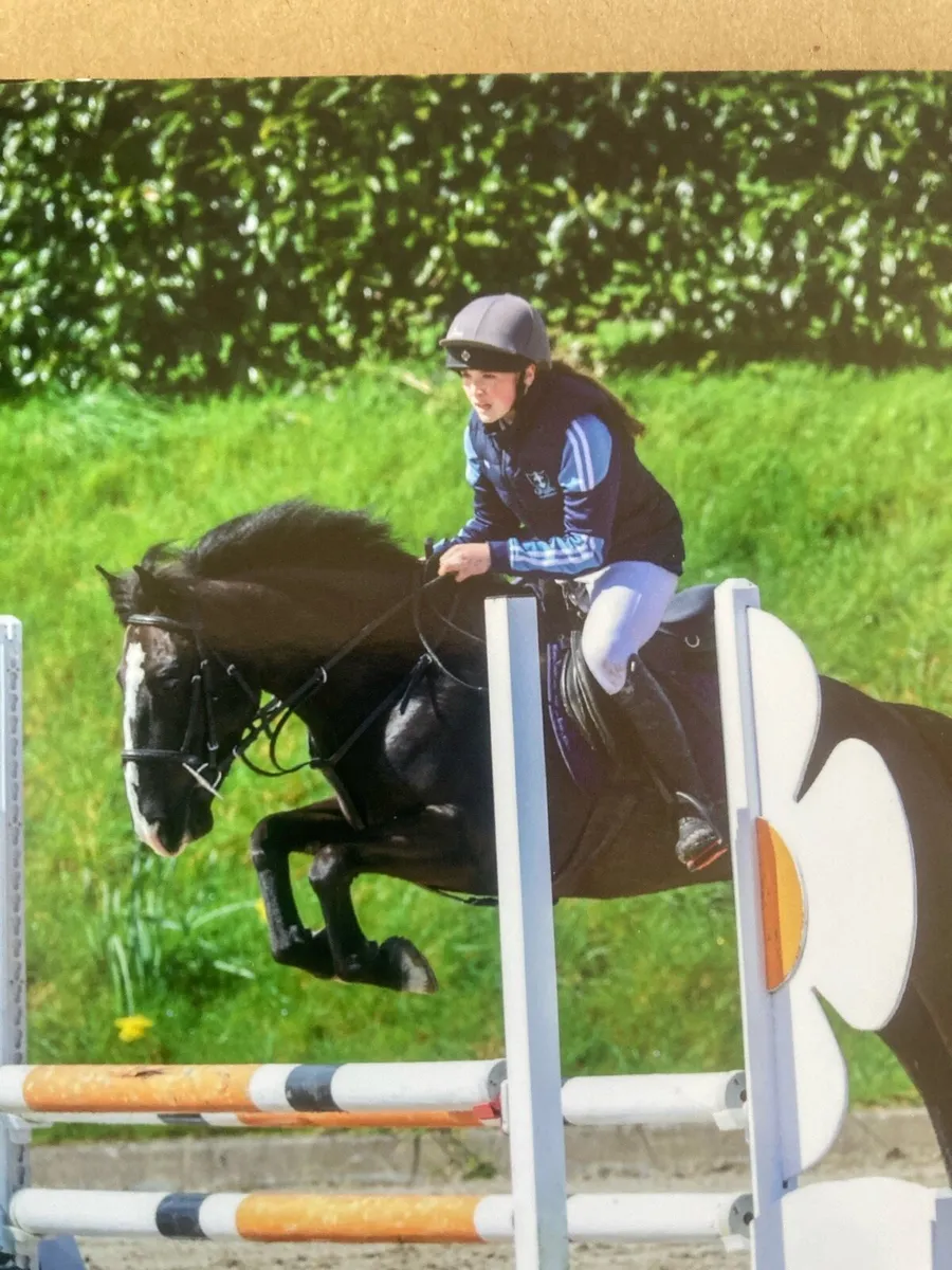 7yo 13.2 pony - Image 1