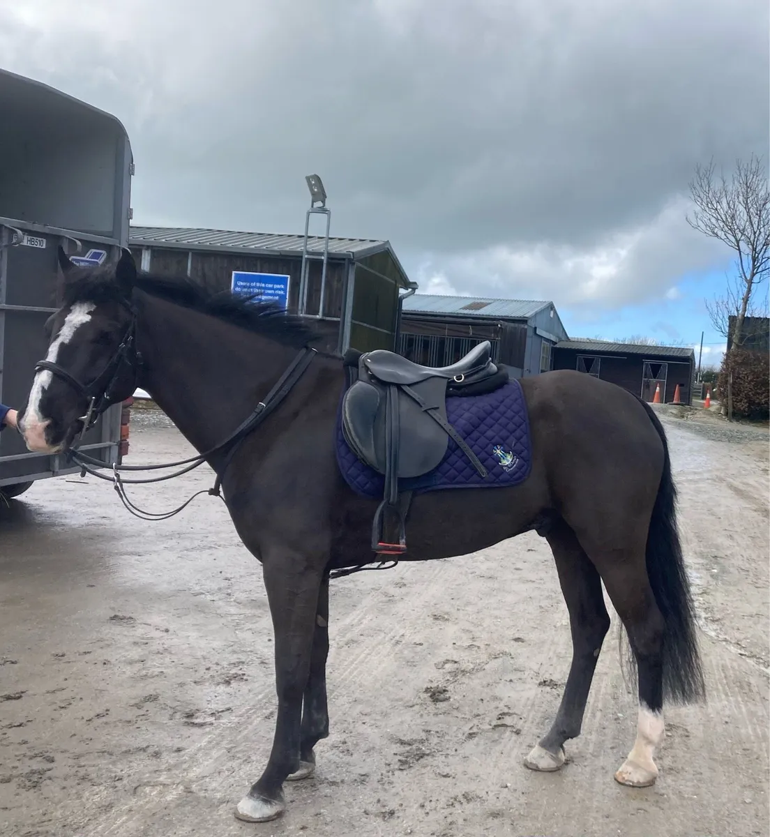 7yo 13.2 pony - Image 2