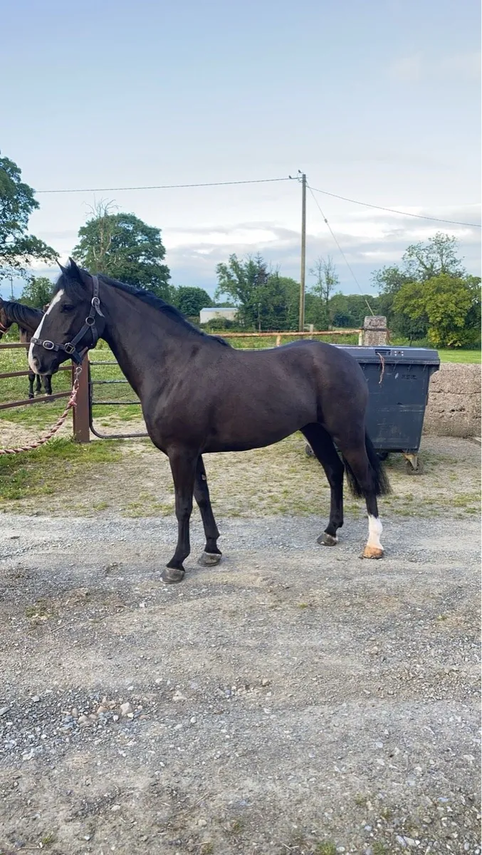 7yo 13.2 pony - Image 3
