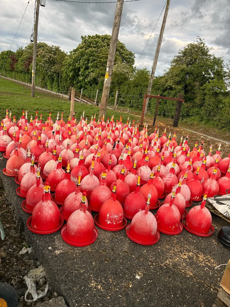 Bell drinkers - Image 2