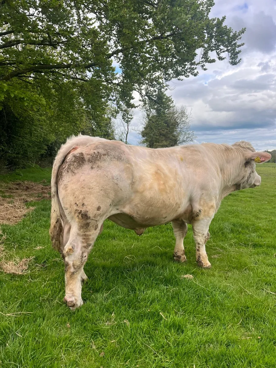 Charolais bulls - Image 2