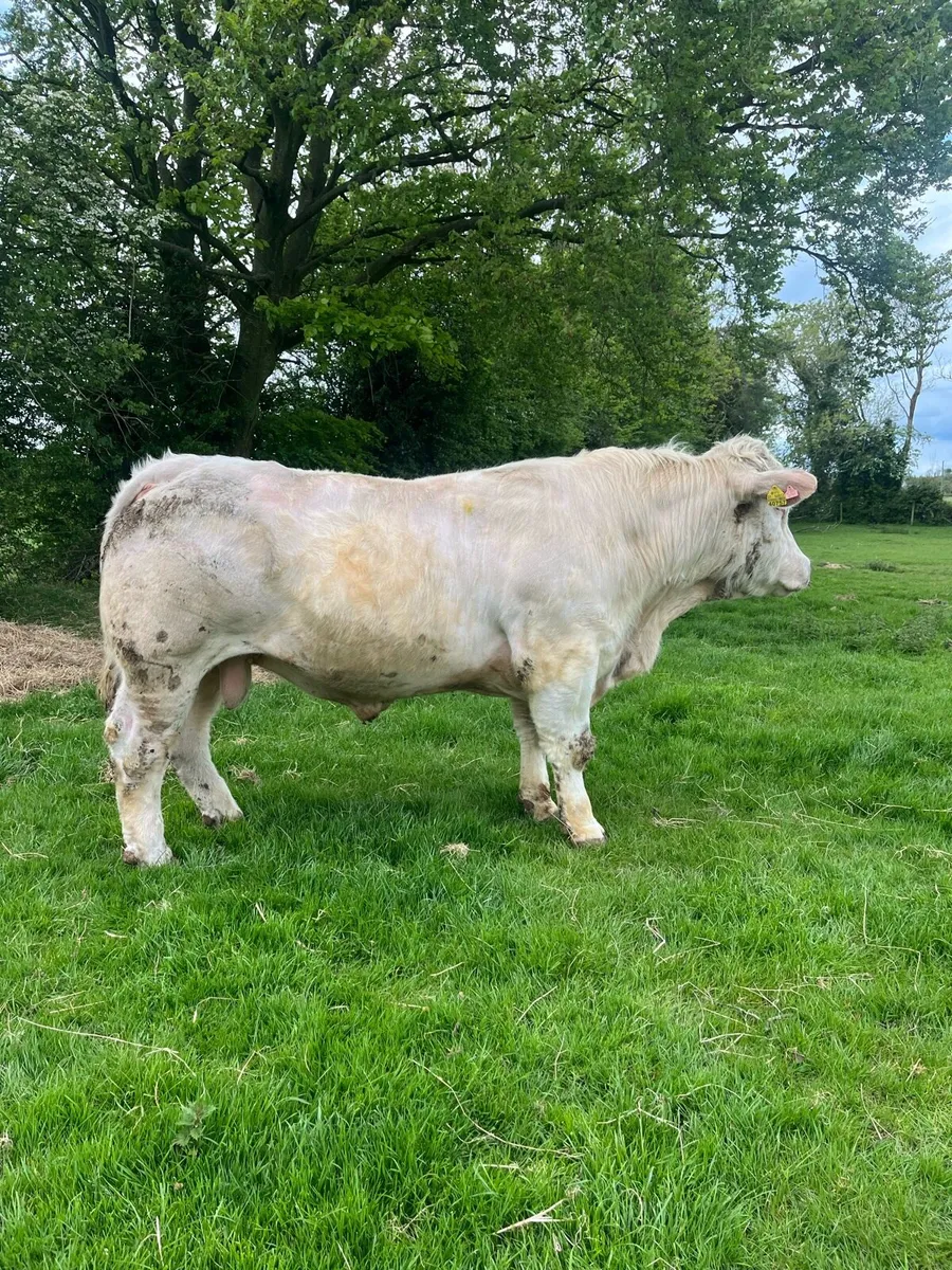 Charolais bulls - Image 1