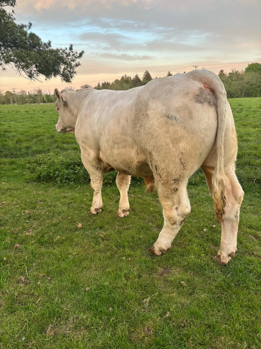 Charolais bulls - Image 4