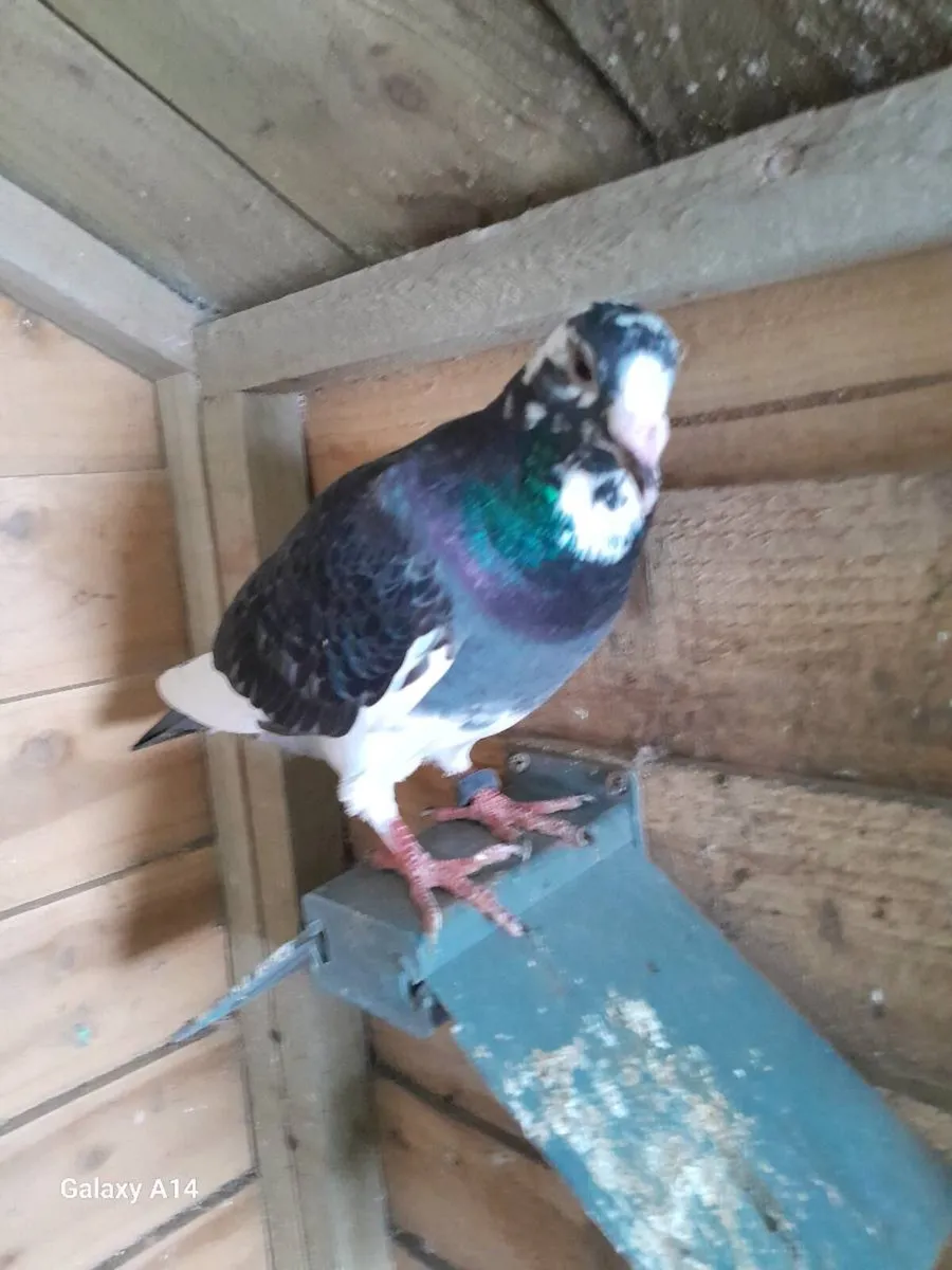 Pigeon urgent sale - Image 1