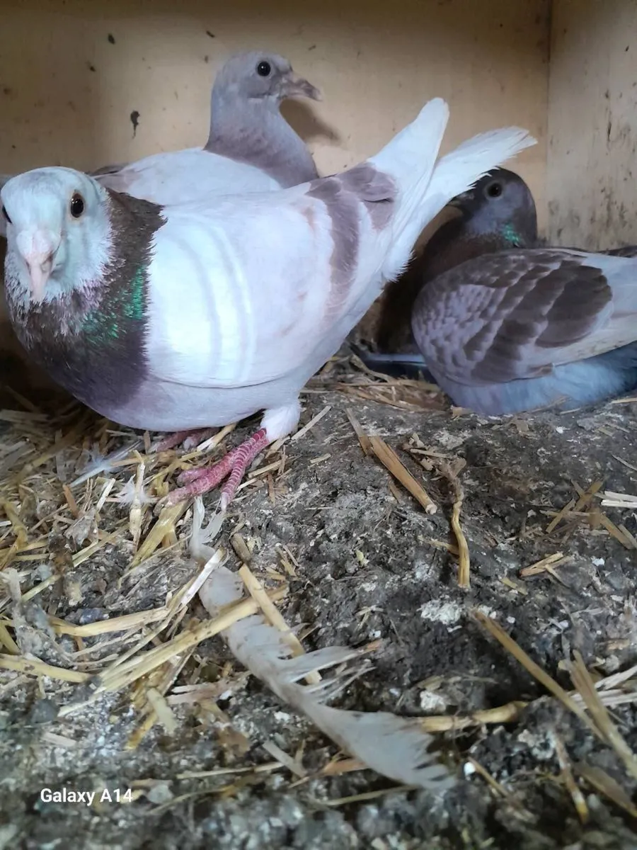 Pigeon urgent sale - Image 2