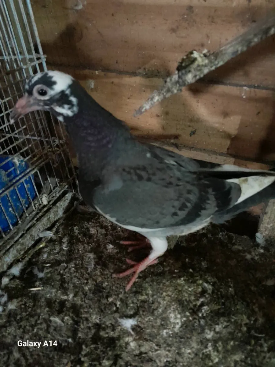 Pigeon urgent sale - Image 3