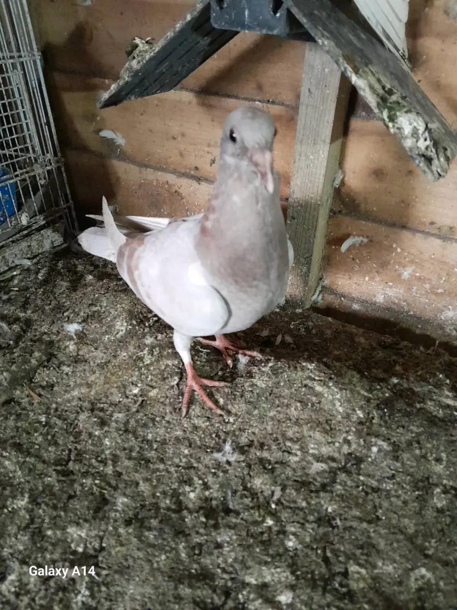 Pigeon urgent sale - Image 4