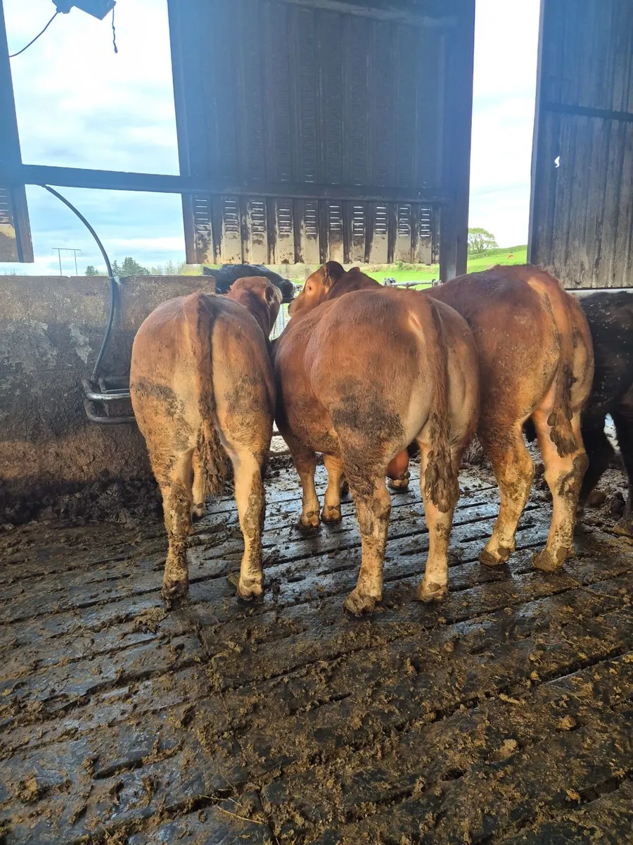 Limousin PBR Bulls - Image 2