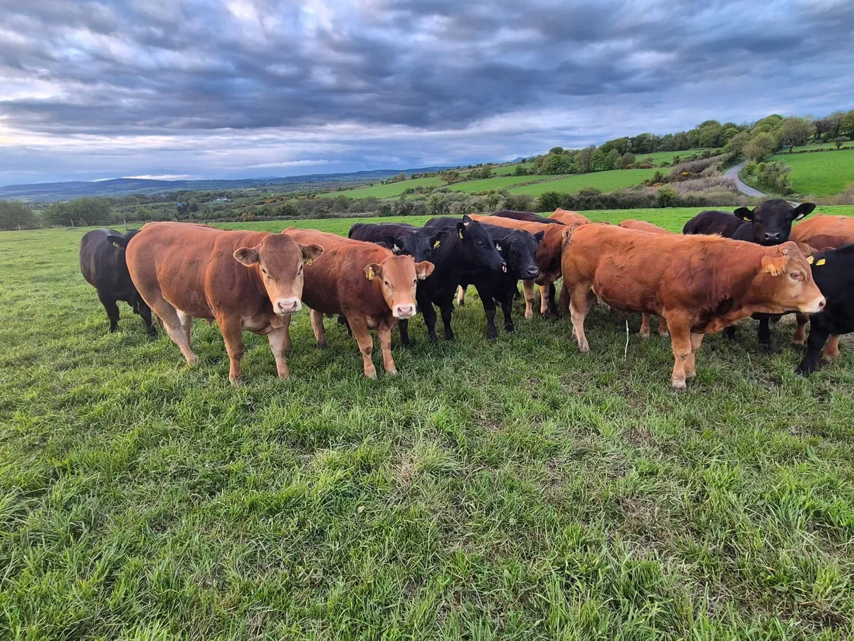 Limousin PBR Bulls - Image 3