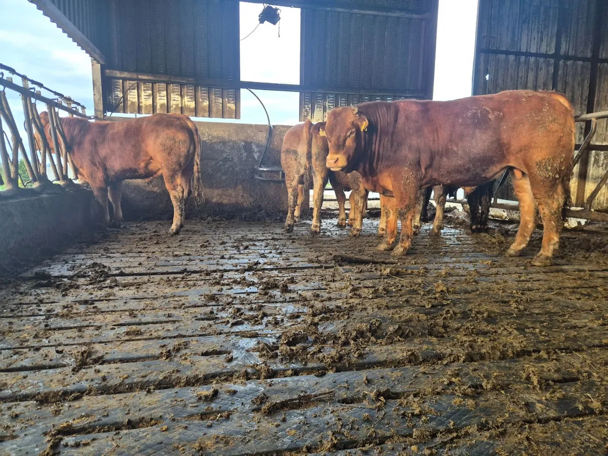 Limousin PBR Bulls - Image 4