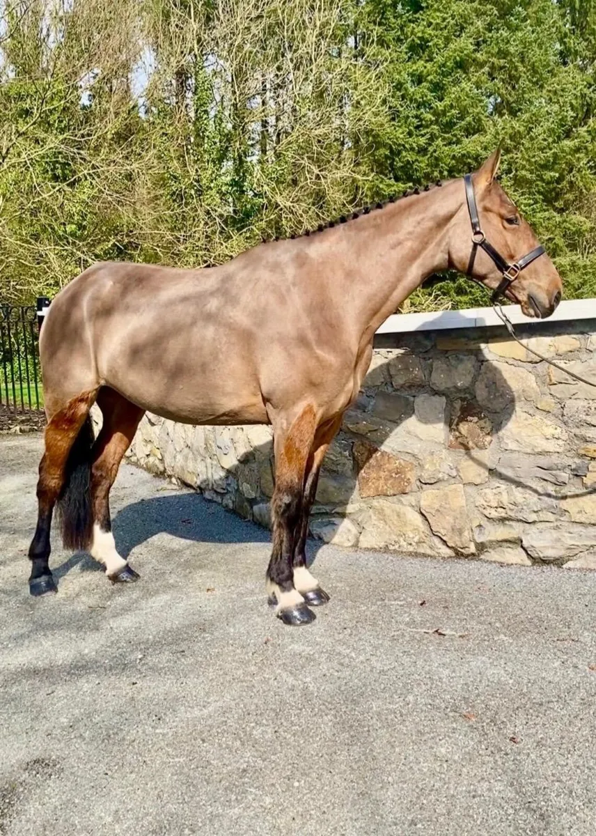 Ivy 4yr old bay mare ID cross - Image 2