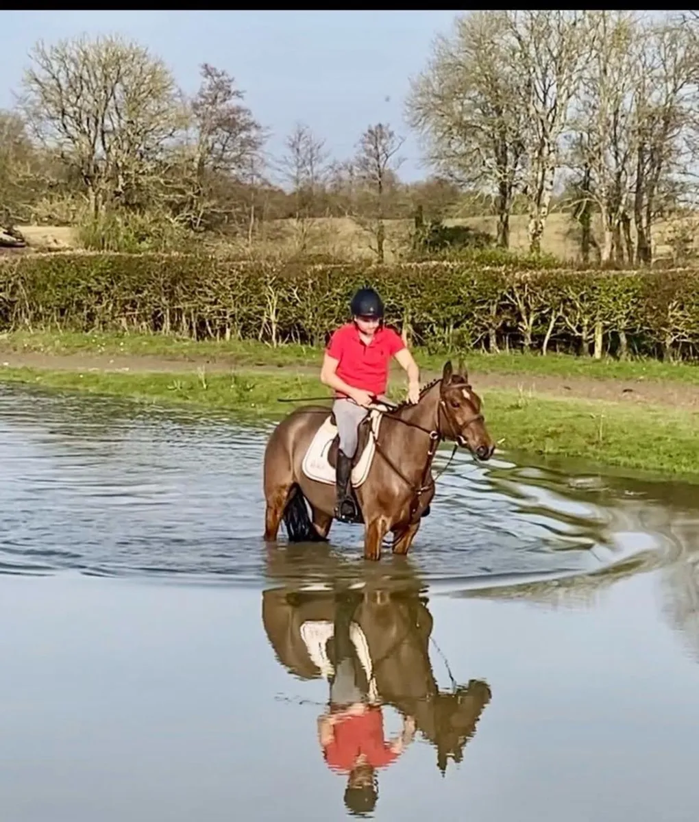 Ivy 4yr old bay mare ID cross - Image 3