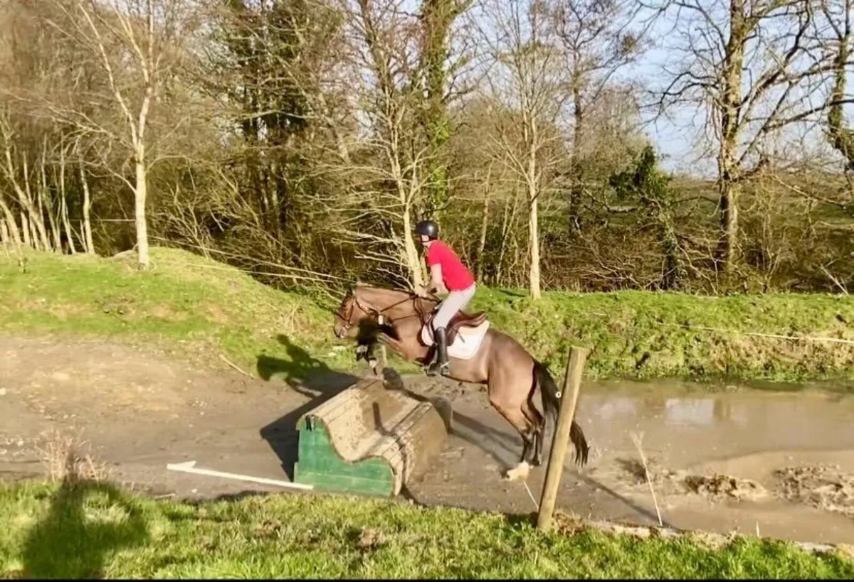 Ivy 4yr old bay mare ID cross - Image 4