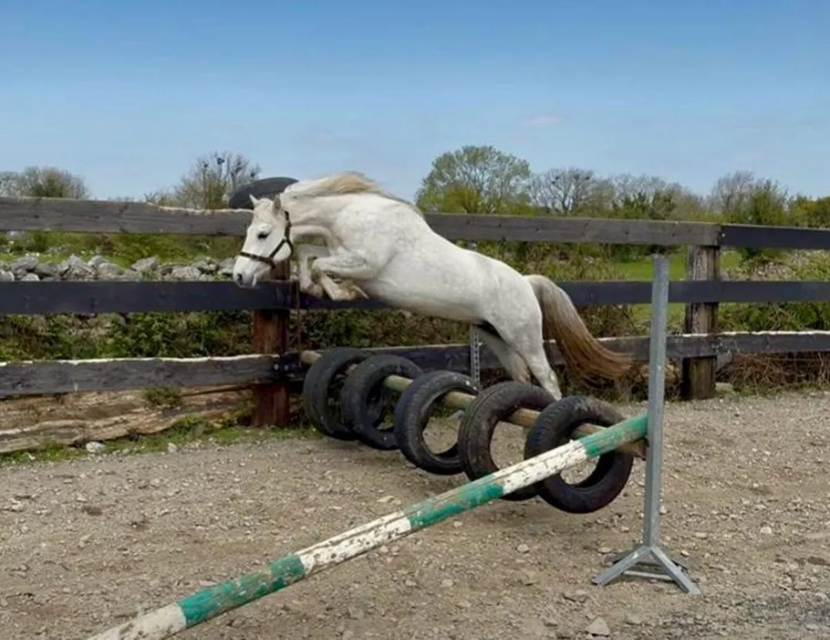 Connemara Filly - Image 1