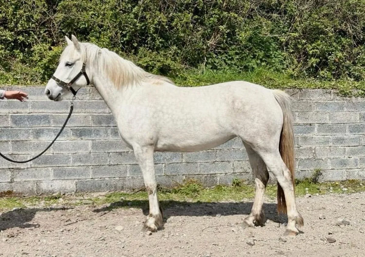 Connemara Filly - Image 3