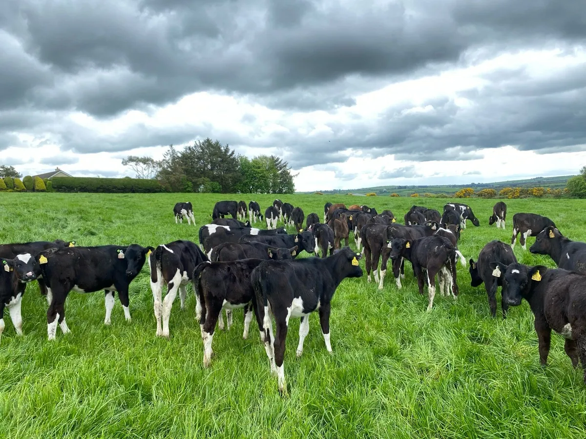 Heifer Calves - Image 1