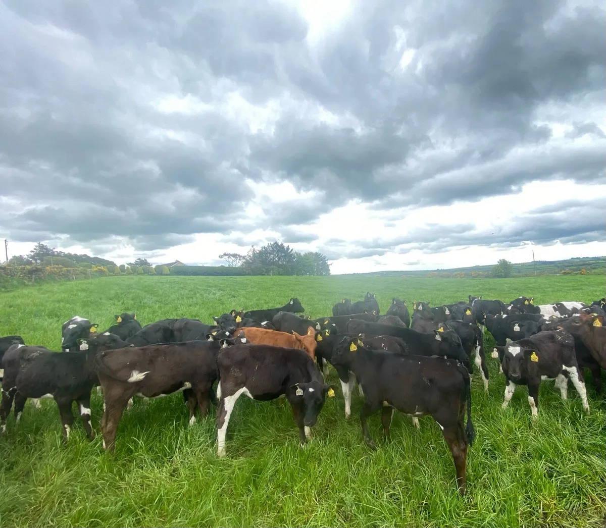 Heifer Calves - Image 2