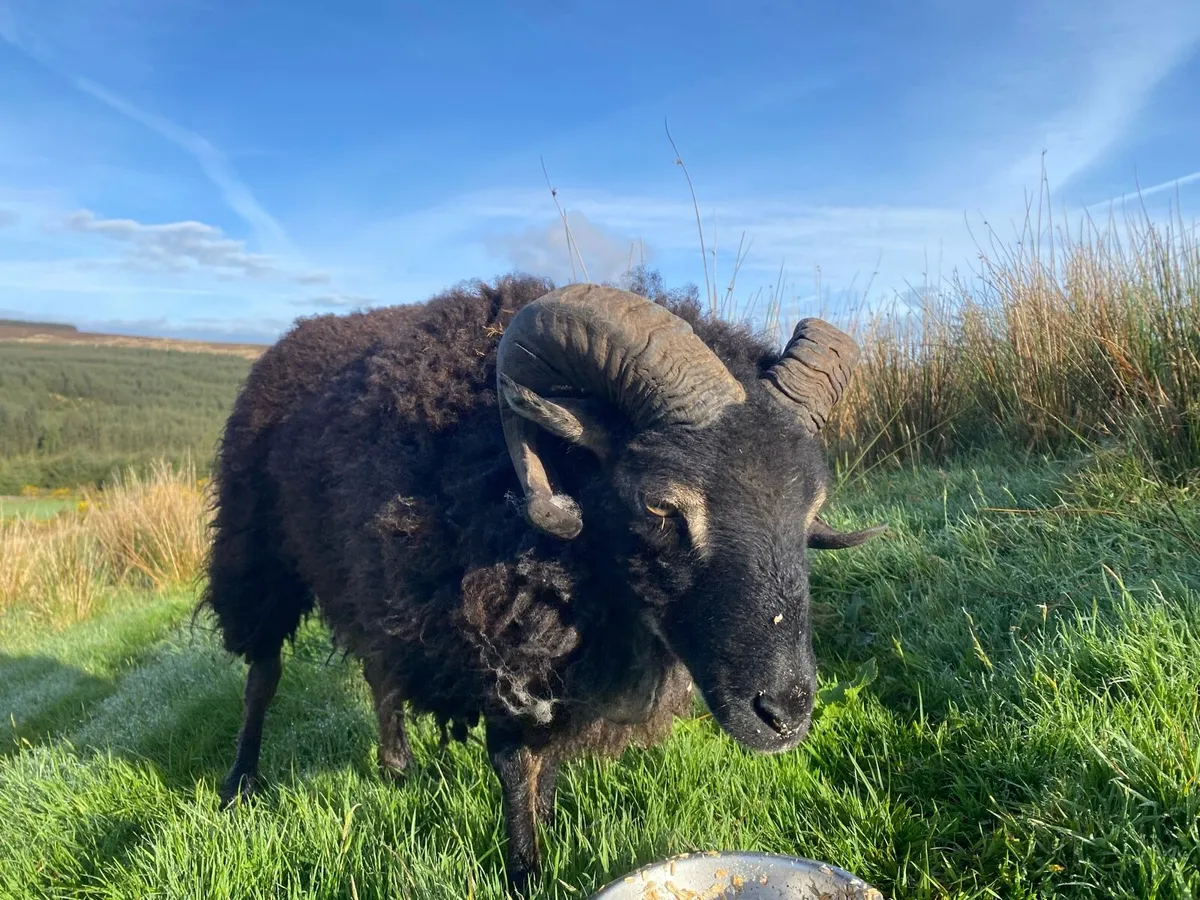 Shetland Ram - Image 1