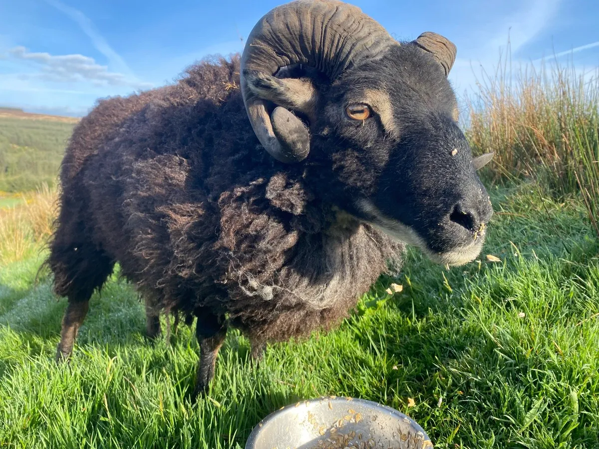Shetland Ram - Image 2