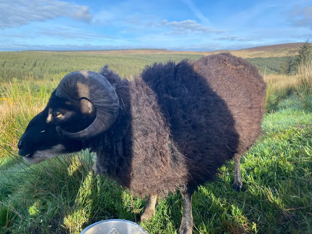 Shetland Ram - Image 3
