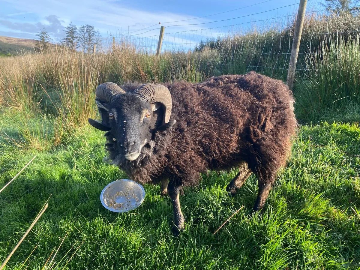 Shetland Ram - Image 4