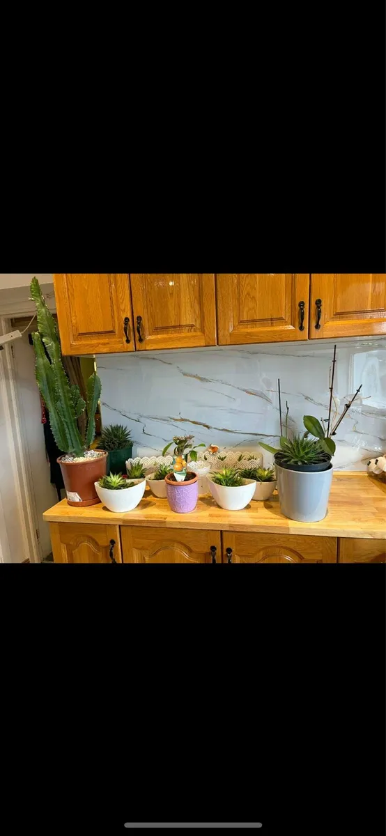 Indoor plants and cactuses €50 bundle - Image 1