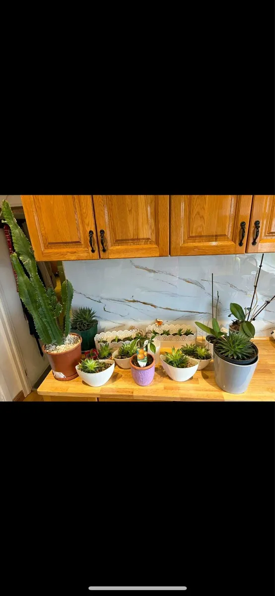 Indoor plants and cactuses €50 bundle - Image 4