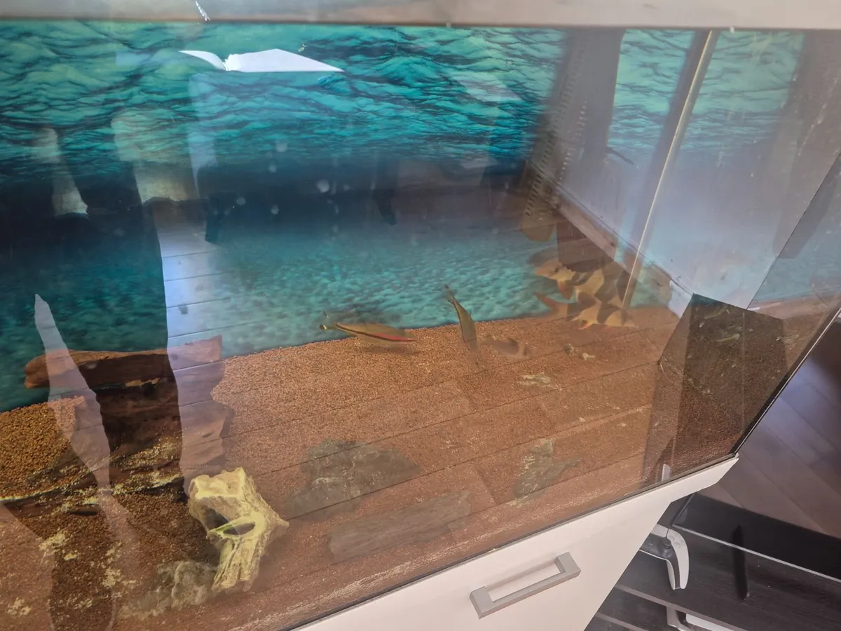 Aquarium 450l - Image 3